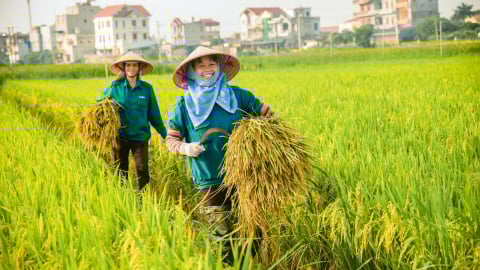 Giá lúa gạo hôm nay 6/9/2025: Trong nước đứng yên