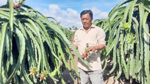 Bùng phát nạn trộm cắp dây điện ở vùng trồng thanh long