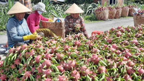 Nông dân trồng thanh long ruột đỏ chỉ huề vốn