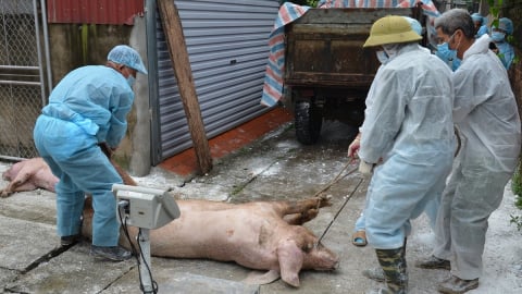 Những biện pháp chăn nuôi bền vững phòng chống dịch tả lợn châu Phi
