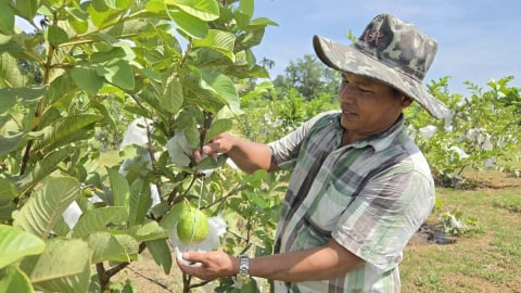 Quảng Ngãi: Biến đất cằn thành vùng quả ngọt