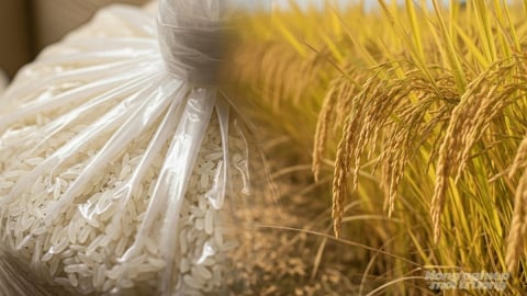 Giá lúa gạo hôm nay 9/9/2025: Gạo điều chỉnh giảm