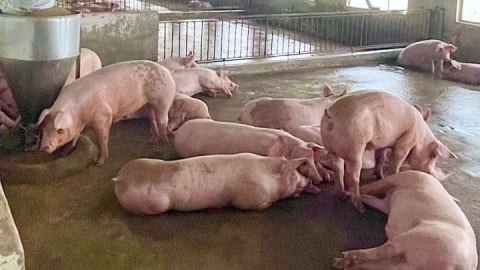 Giá heo hơi hôm nay 29/5/2026: Miền Bắc giảm nhẹ