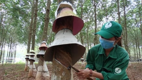Giá cao su hôm nay 2/6/2026: Thế giới duy trì đà tăng