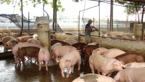 Giá heo hơi hôm nay 17/6/2026: Đồng loạt lặng sóng
