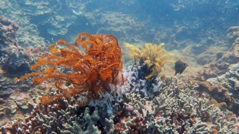 WWF hỗ trợ phục hồi hệ sinh thái biển Cù Lao Chàm