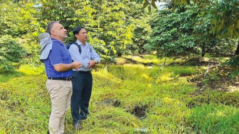 Dinh dưỡng lý tưởng nuôi trái: 'Chìa khóa' quyết định chất lượng sầu riêng xuất khẩu