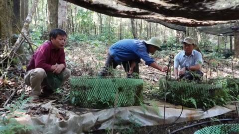 Sinh kế dưới tán rừng từ 'quốc bảo' sâm Ngọc Linh