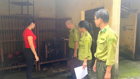 Kiểm tra các chủ cơ sở nuôi, nhốt gấu tại 5 tỉnh, thành phía Bắc