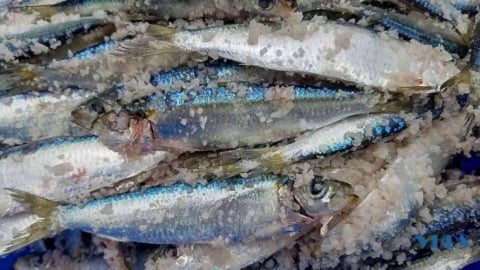 Ngổn ngang vị biển