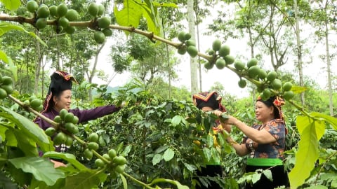 Nông nghiệp Điện Biên khai mở tiềm năng, phát triển bền vững