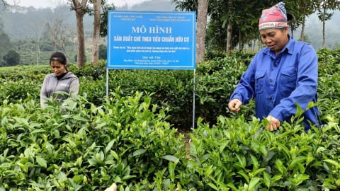 Trồng chè hữu cơ, lấy lại niềm tin người tiêu dùng