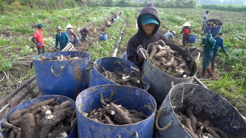Thu hoạch sắn non... chạy mưa