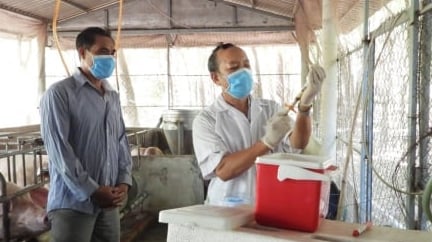 Phân cấp quản lý chăn nuôi, thú y, gỡ vướng từ thực tiễn địa phương