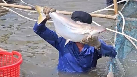 Cải tạo vuông tôm thành ao nuôi cá bông lau