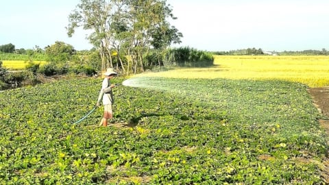 Cản mặn, trữ ngọt để tăng diện tích rau màu
