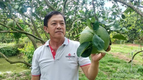 Bưởi da xanh tăng giá