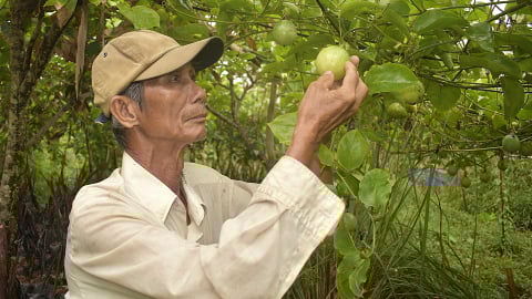 Bất ngờ trái chanh dây có vị ngọt, ăn như nhãn lồng