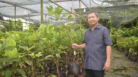 Chợ Lách khẳng định vị thế thủ phủ cây giống, hoa kiểng