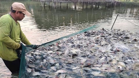 Cá rô phi vuợt định kiến