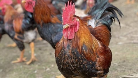 Nhiều hộ lãi lớn nhờ giống gà Mía số 1