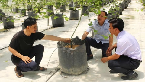 Trồng chanh leo trong nhà màng mang lại lợi ích kép