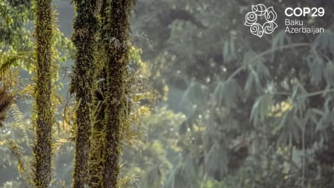 Thị trường carbon bổ sung tài chính khí hậu cho các nước dễ bị tổn thương