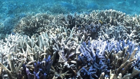 Rạn san hô Great Barrier Reef suy giảm nghiêm trọng