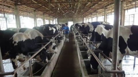 Không có dịch bệnh lớn, ngành chăn nuôi Hà Nội ổn định sản xuất