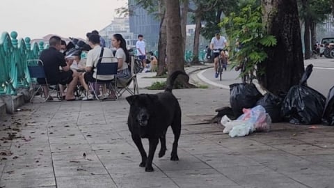 Khi thú cưng thành mối đe dọa nơi công cộng