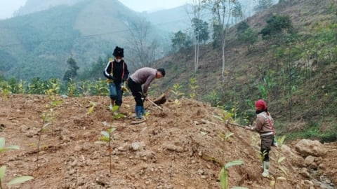 Lào Cai phê duyệt dự án trồng rừng gỗ lớn tại huyện Bảo Yên
