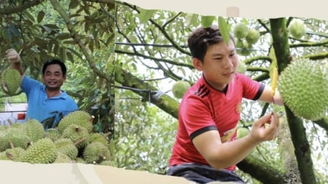 Hành động quyết liệt và đồng bộ để giữ vững thị trường sầu riêng