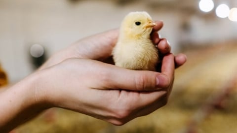 Early nutrition research in poultry is speeding up
