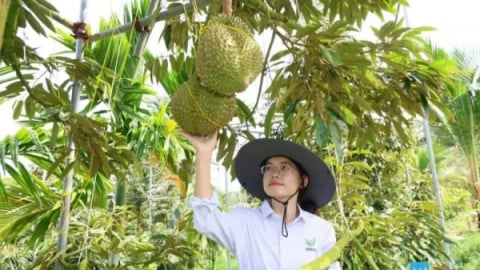 Sầu riêng Tam Á vào vụ rộ, sản lượng tăng