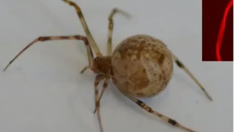 World’s first gene-edited spider produces red fluorescent silk