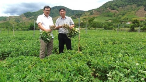 Những giống cây trồng biến bất lợi thành lợi thế