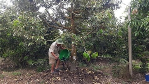 Kiểm soát cadimi giữ sạch sầu riêng xuất khẩu