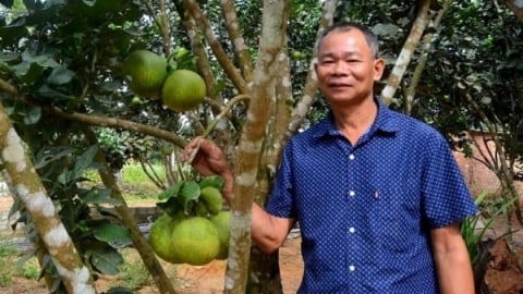 Cách trồng bưởi da xanh chuyên canh trên vùng đất cằn cỗi