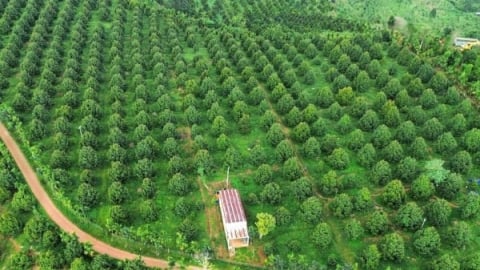 Thủ tướng chỉ đạo các bộ ngành, địa phương chủ động sản xuất, chế biến, tiêu thụ và xuất khẩu nông sản