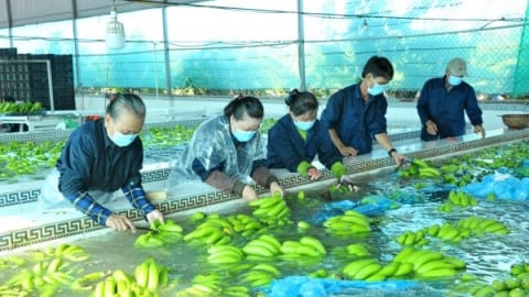 Tín hiệu vui cho nông sản