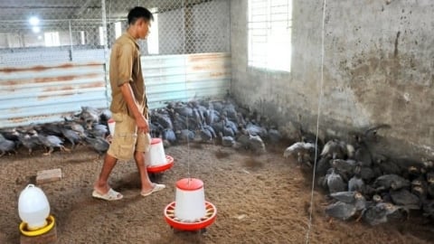 An toàn thực phẩm từ chuồng trại đến bàn ăn