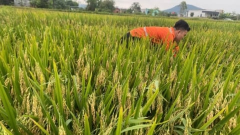 Giống chịu hạn khởi xướng 'cách mạng lam' cho cây lúa