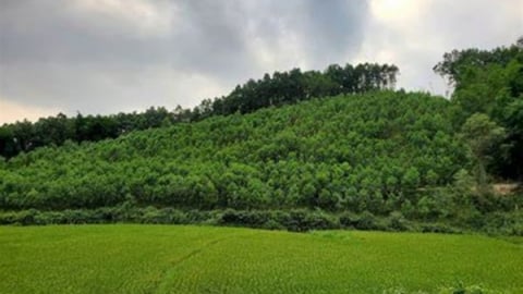 Thanh Hóa 'chuẩn hóa' thủ tục hành chính trong lĩnh vực lâm nghiệp