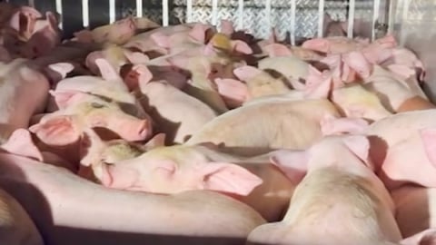 Phát hiện ô tô chở 120 con heo không có giấy kiểm dịch