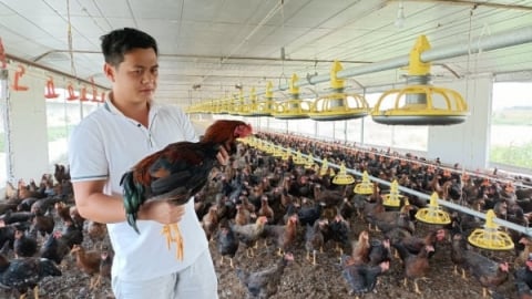 Phát triển kinh tế gia cầm: Hướng đi tất yếu trong bối cảnh mới