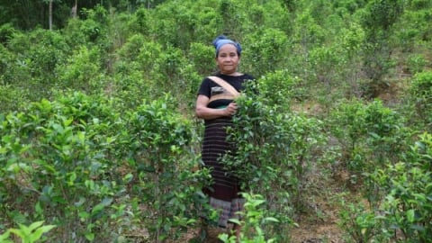 Chè Tán Ma - nét đẹp truyền thống của người Thái