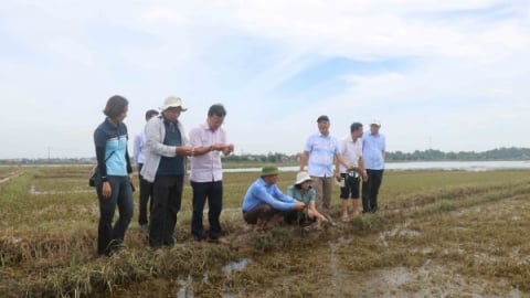 Kiểm tra thiệt hại nông nghiệp sau mưa lũ tại các tỉnh Trung Trung bộ
