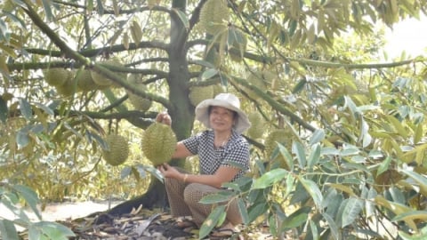 Long An tăng cường kiểm tra, giám sát hoạt động sản xuất, xuất khẩu sầu riêng