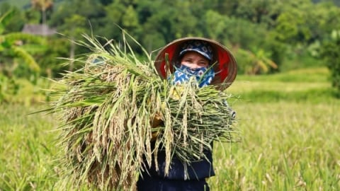 Tái cơ cấu nông nghiệp gắn xây dựng nông thôn mới