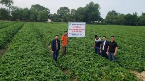 Sản xuất khoai lang đạt tiêu chuẩn VietGAP
